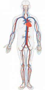 In der Ausbildung zum klinischen Monitor lernt man die Anatomie des menschlichen Körpers.