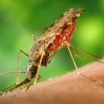 Sein größtes Wissen über Malaria hat sich Christof in der Promotionszeit angeeignet, z. B. über die weibliche Anopheles-Mücke, den Übertrager des Erregers der Malaria. (Foto: pixabay.com) 