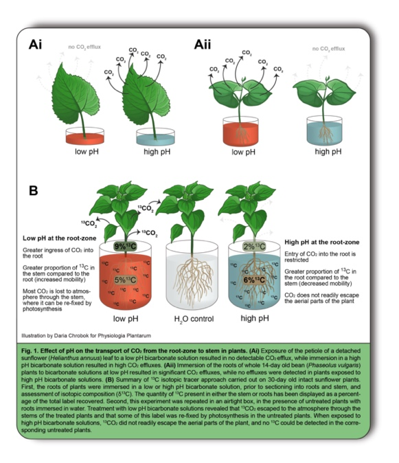 Weitere Illustration von Daria, die den Effekt des pH-Wertes auf den CO2-Transport in Pflanzen auf verständliche Art und Weise darstellt.