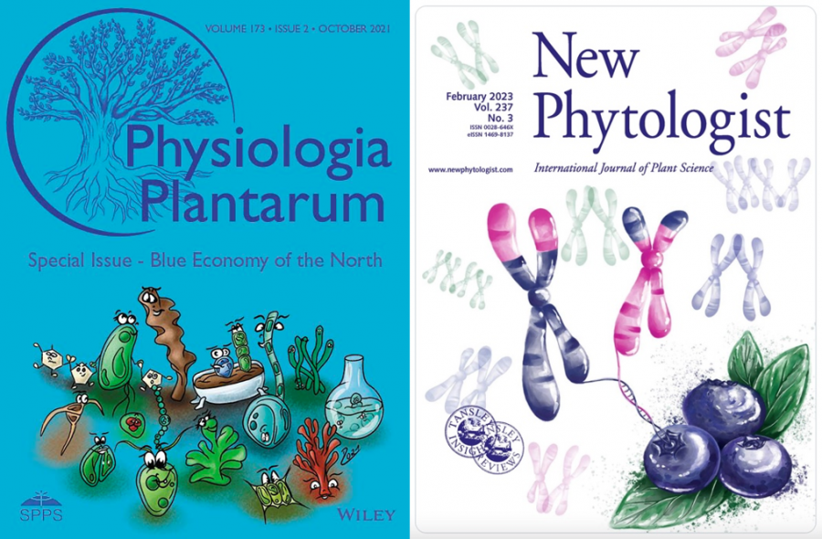 Von Daria gestalte Cover, links für Physiologia Plantarum mit einige Einzellern im Cartoon-Stil, rechts für New Phytologist Chromosomen, die aus Blaubeeren rauskommen.